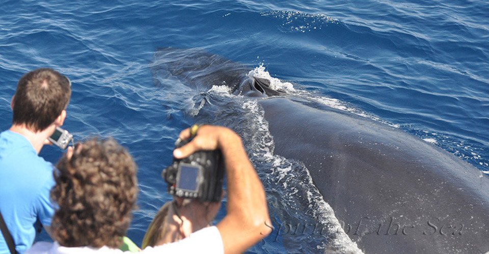 Spirit of the Sea rorcual tropical