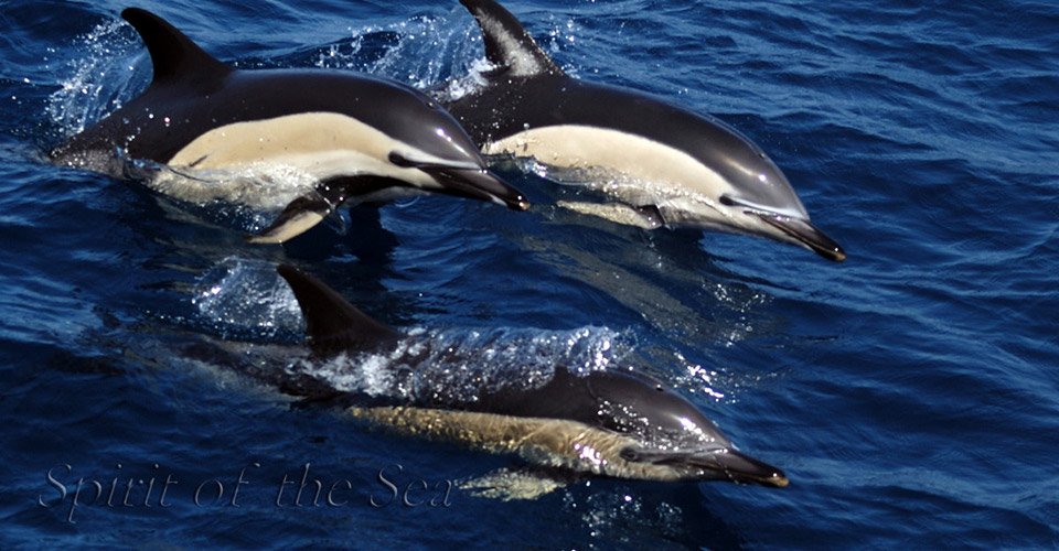 Spirit of the Sea delphinus delphis