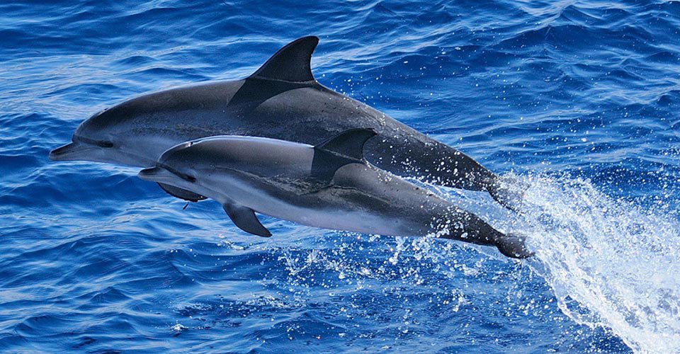 Spirit of the Sea stenella frontalis