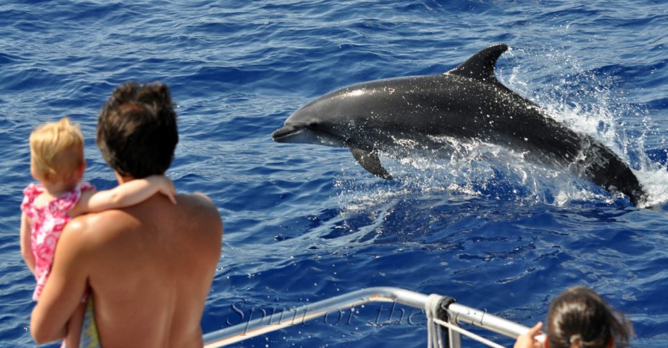 Spirit of the Sea tursiops