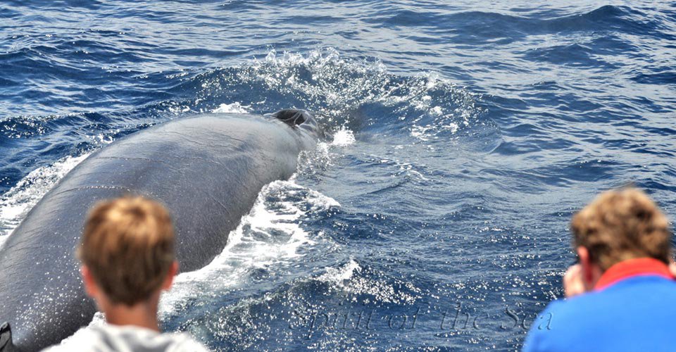 Spirit of the Sea rorcual tropical