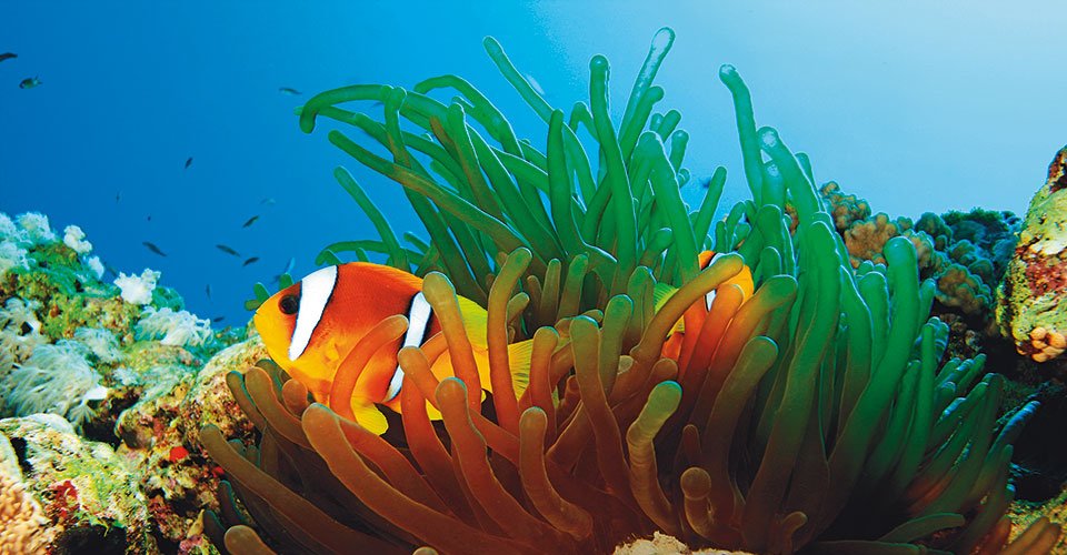 Eintrittsticket in das SEA LIFE Blankenberge