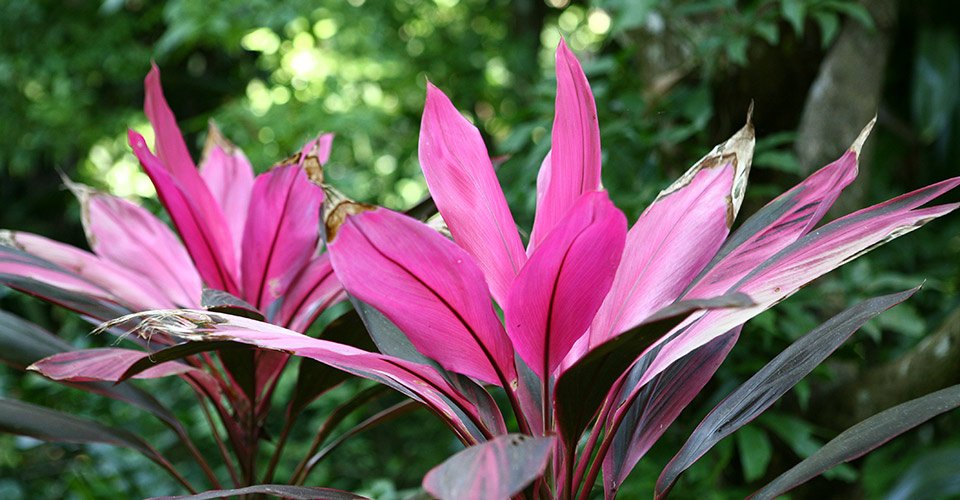 Inseltour zum Garten von Carambola