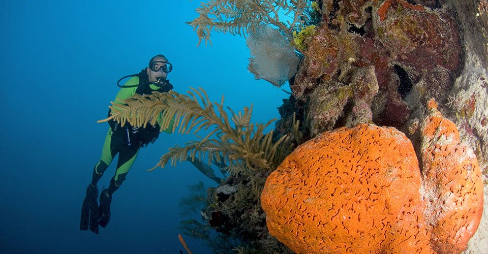 elephant ear n diver