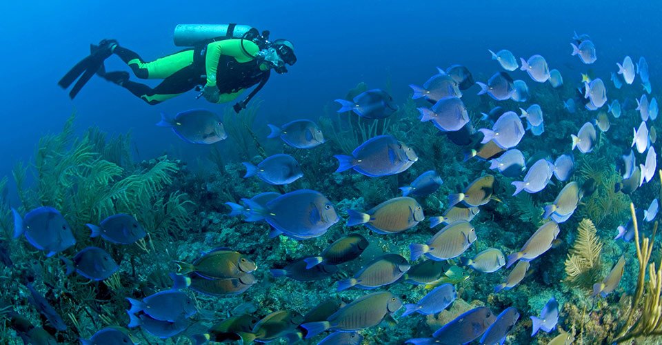 diver and tangs