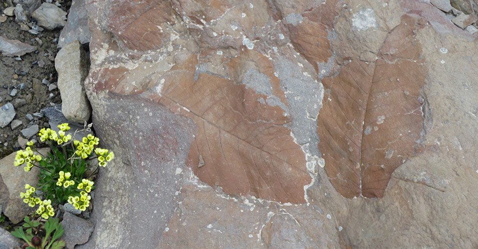 Abenteuerwanderung mit Fossiliensuche