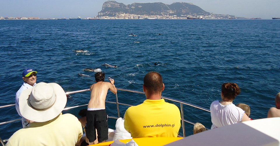 Delfinsafari vor der Küste Gibraltars