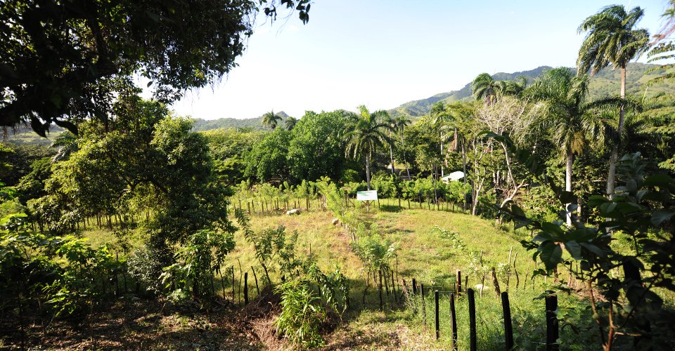 Puerto Plata und Plantage