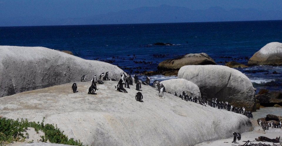 Chapman's Peak und Pinguinkolonie (Ende am Flughafen)