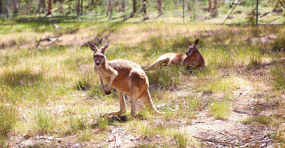 Cleland Wildlife Park