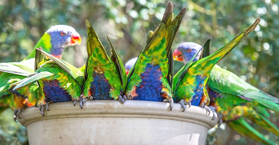 Rainbow Lorikeet, Cleland Wildlife Park