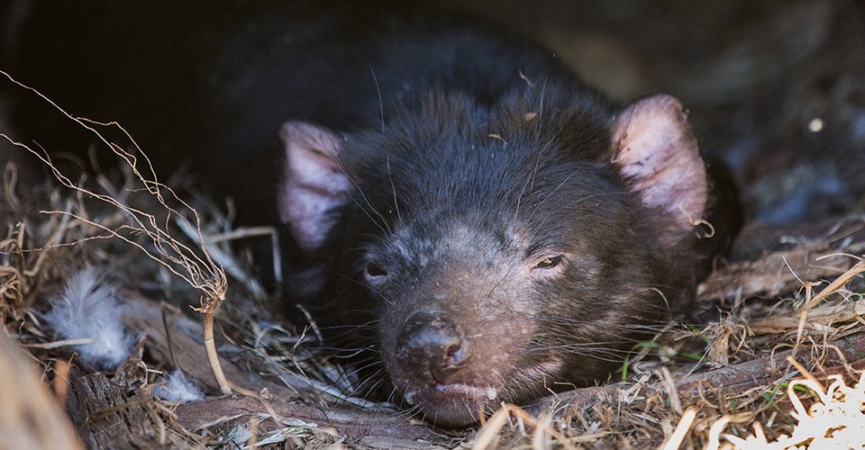 Tassie Devil, Cleland Wildlife Park