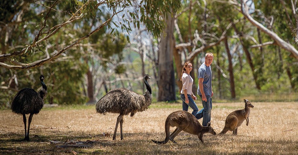 Cleland Wildlife Park