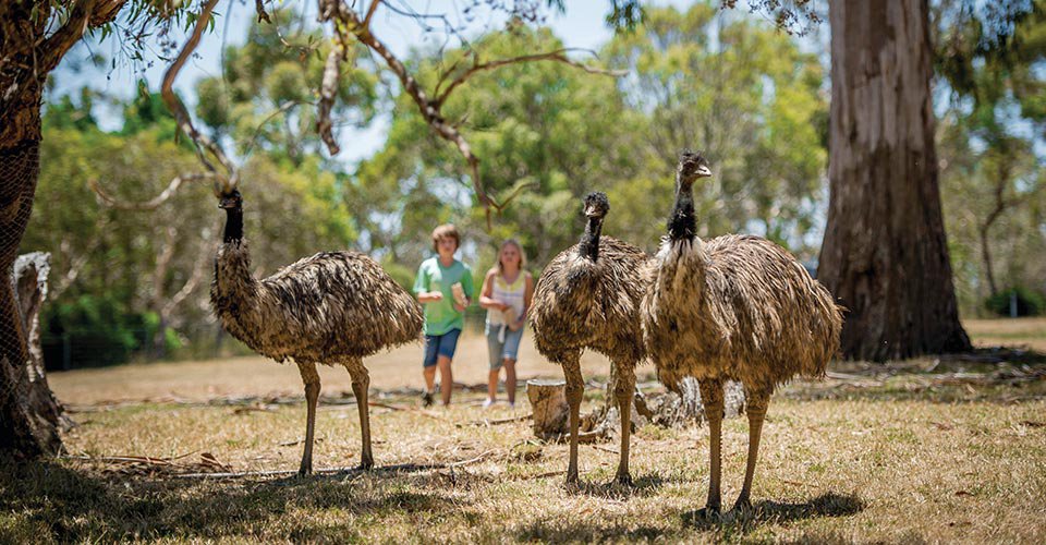 Cleland Wildlife Park