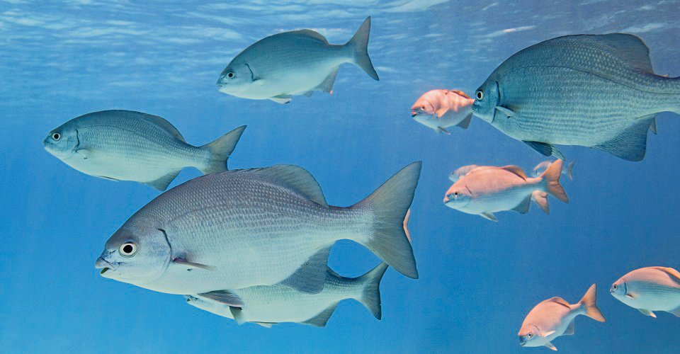 AYDACM Curious Bermuda/Yellow Chubs swim in a loose group near the surface of the water.