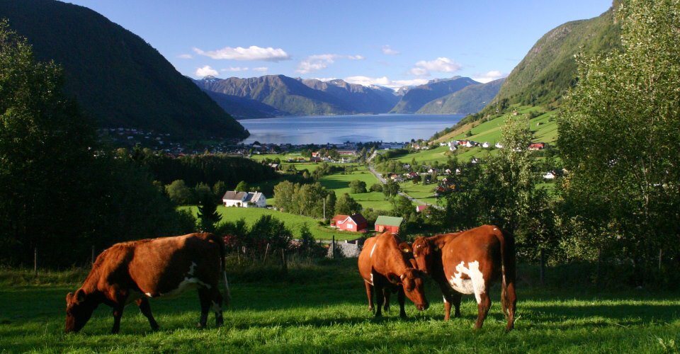 Kyr på Bleiehaugen
