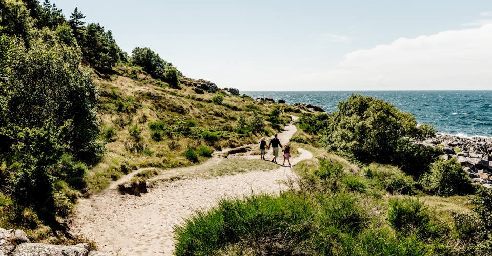 Father and two children walking on sandy paths at Hammerknuden Point in the summer on the island of Bornholm, Denmark. En far og to børn som gar på de sandede stier ved Hammerknuden om sommeren på Bornholm.