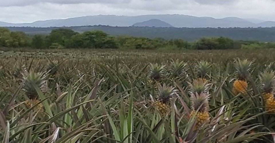 Ein Besuch auf der Ananas Farm Badenhorst Boerdery