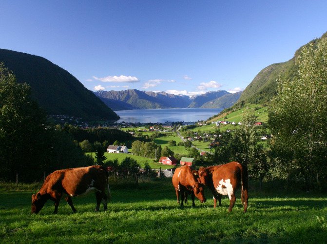 Kyr på Bleiehaugen