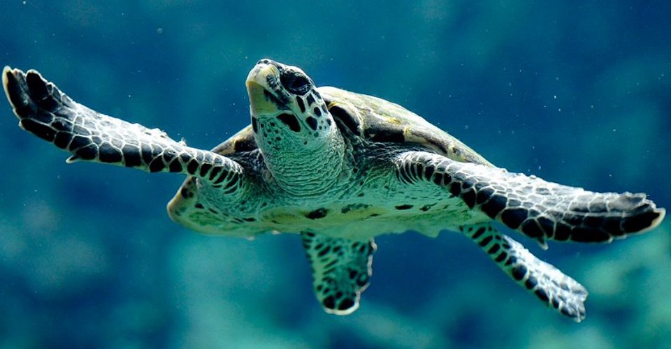 Nouméas Höhepunkte und Aquarium