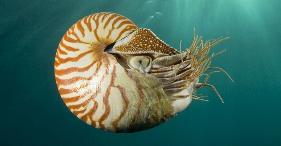 Nouméas Höhepunkte und Aquarium