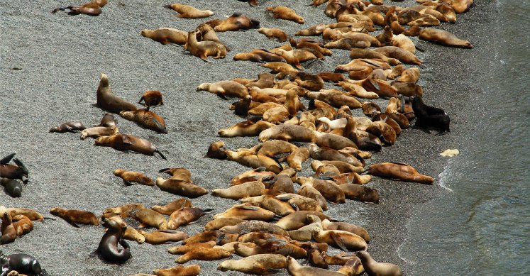 Komm an Land: Die Seelöwen von Punta Loma