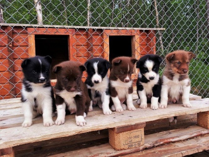 Zu Besuch bei den Huskies 
