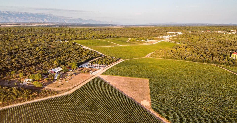 Zadars Weinberge entdecken 