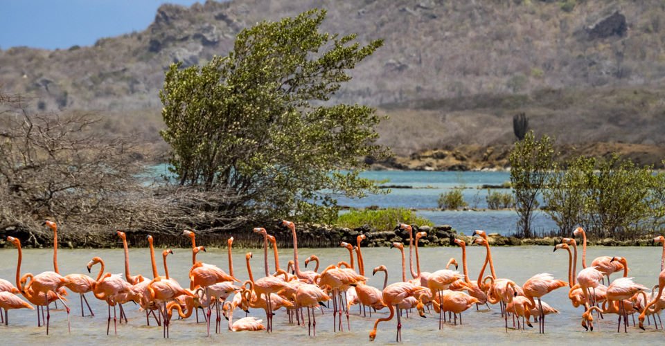 Willemstad, Flamingos und Strandaufenthalt