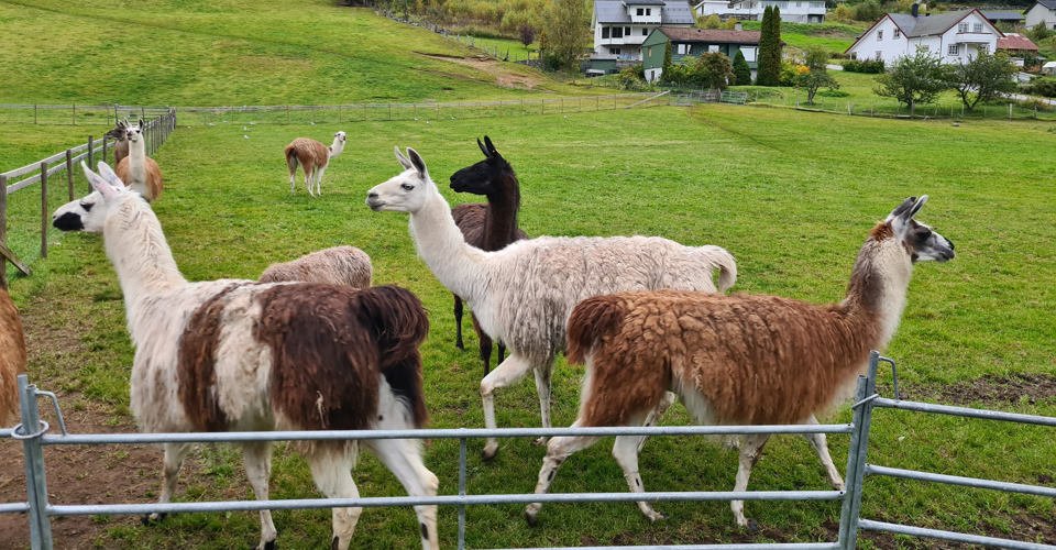 Spazieren mit Lamas 