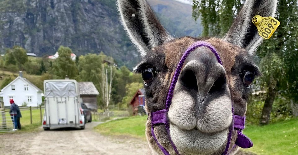 Spazieren mit Lamas 