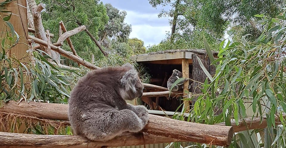 Ballarat Wildpark und Goldgräberstadt 
