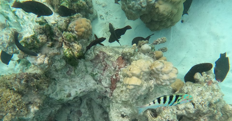 DCIM\100GOPRO\GOPR0526.JPG