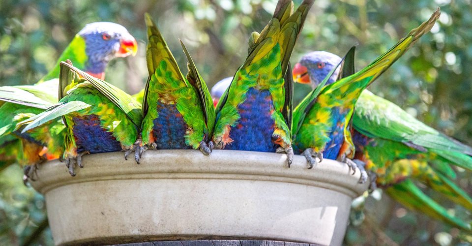 Rainbow Lorikeet, Cleland Wildlife Park