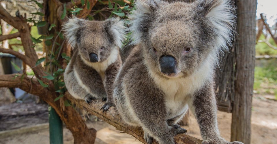 Koalas at Cleland Wildlife Park