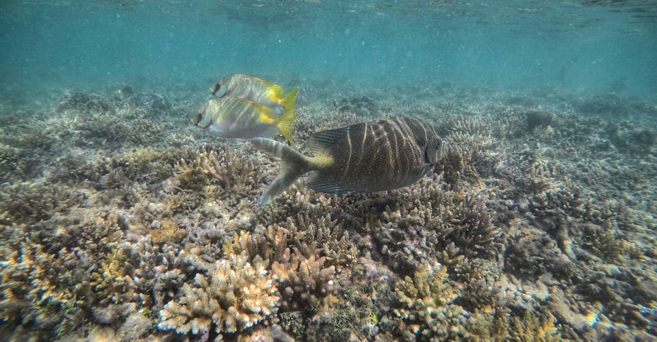 DCIM\100GOPRO\GOPR1461.JPG