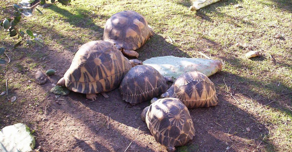 Ajaccios Schildkrötenpark