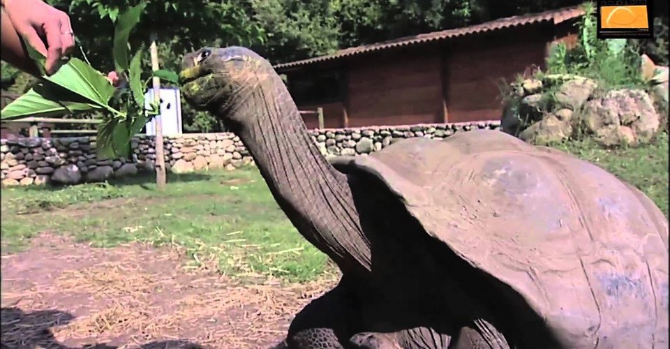 Ajaccios Schildkrötenpark