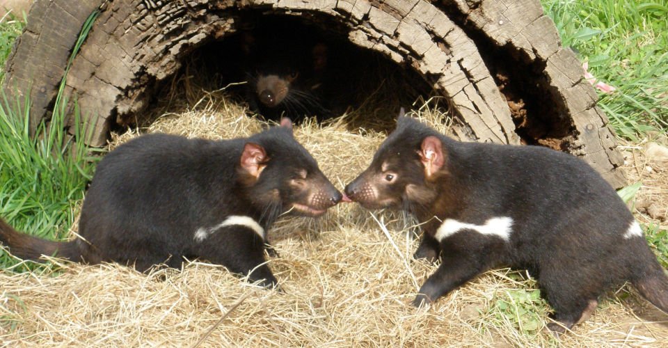 Wings Wildtierpark selbstständig erkunden
