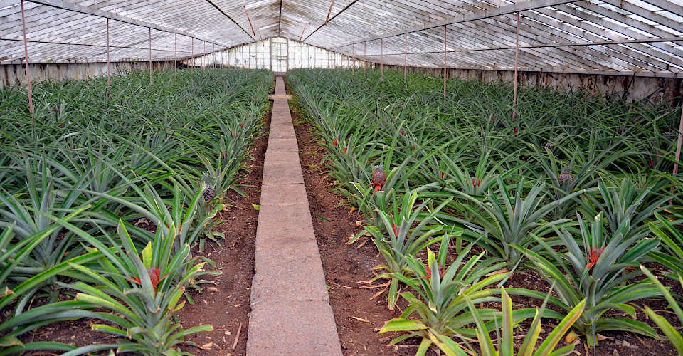 Pineapple Plantation in Ponta Delgada (Azores) with serveral phases of groth (plant, blossoms, little fruits, ready fruits) in special greenhouses