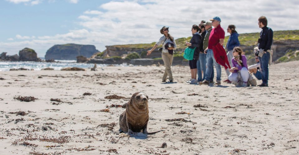 Seal Bay Conservation Park