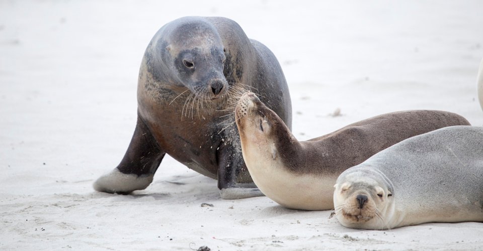 Seal Bay Conservation Park 