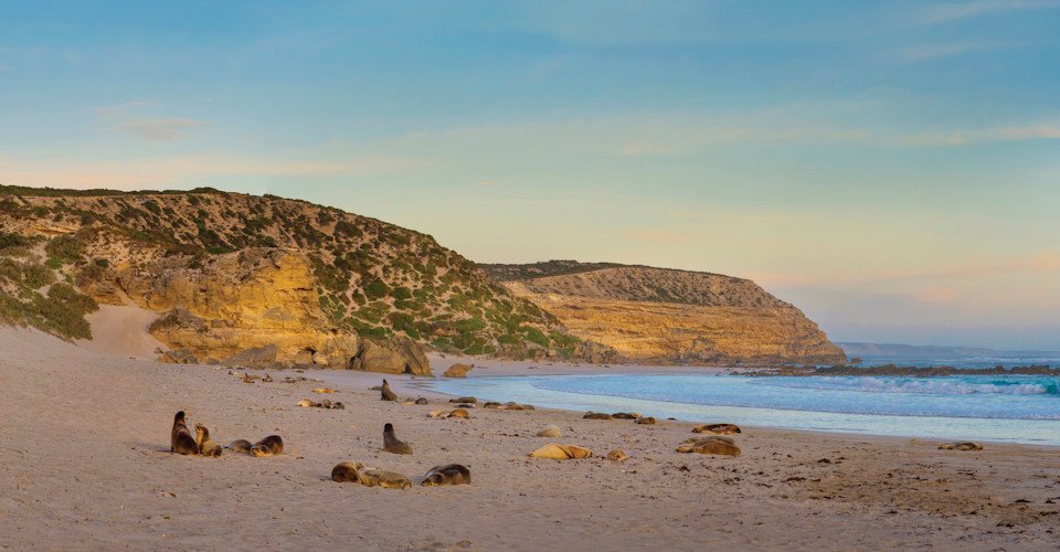 Seal Bay Conservation Park