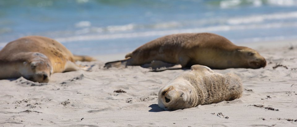 Seals