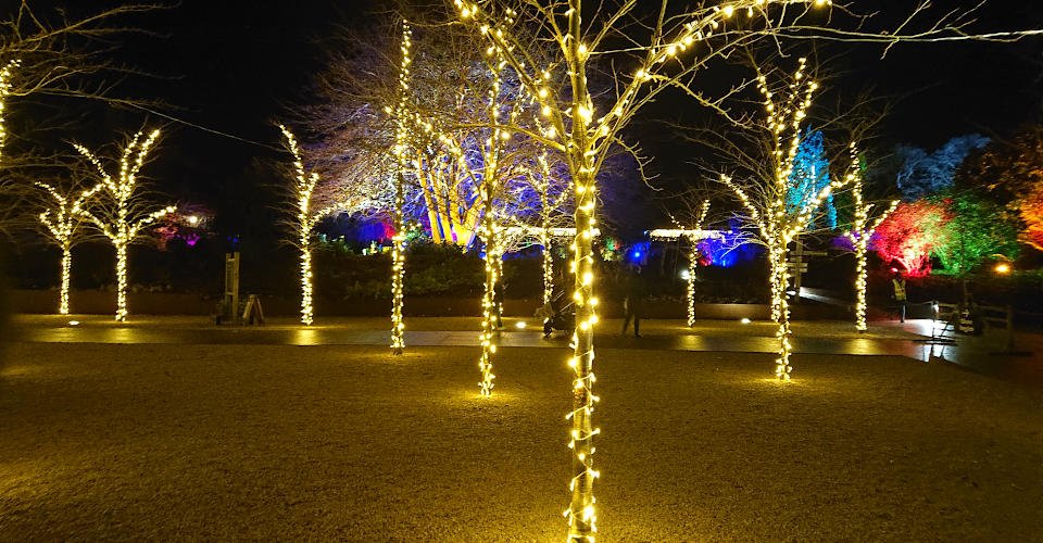 Das weihnachtliche Lichterspiel vom königlichen Garten in Wisley