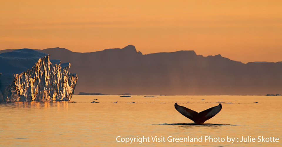 Crediting is required when using photos from our galleries. This means you have to credit both the photographer and Visit Greenland.

Photo by Julie Skotte - Visit Greenland

This photo is licensed under Visit Greenland A/S’ .

Please refer to the license agreement for more info about the rights of use associated with the image.

Download the agreement here:

http://vg.gl/license

When downloading or sharing this image you enter into an agreement with Visit Greenland A/S about the use of the image under this license.

If you want to apply for extended user rights for downloads on this database please read this article and follow the guidelines: http://goo.gl/RsJtBR