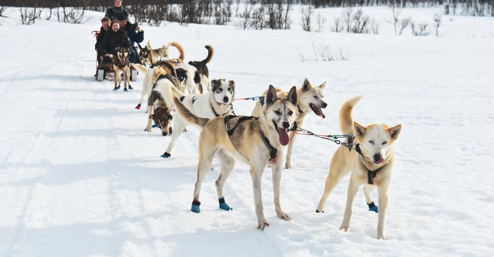 Husky-Abenteuer in Alta 