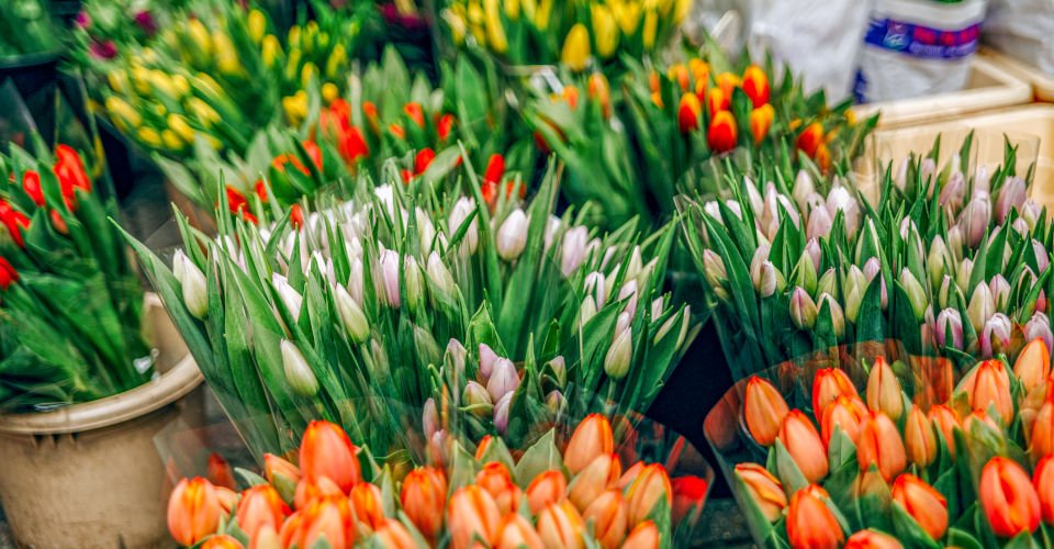 Ein ganzer Tag im Blumenparadies Keukenhof