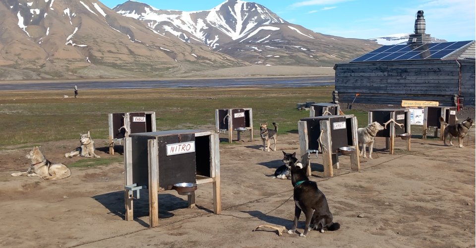 Zu Besuch bei den Huskys im Camp Barentz 