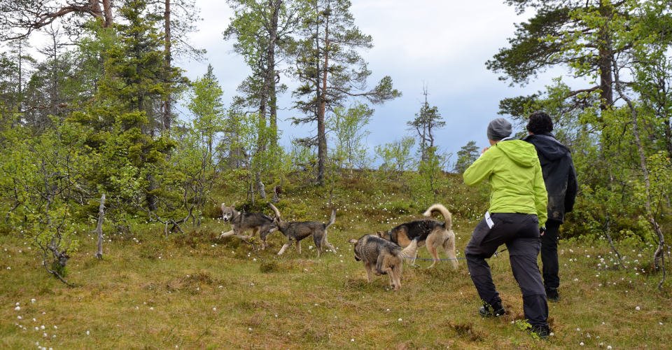 Ein tierisches Erlebnis: Wanderung mit Huskys